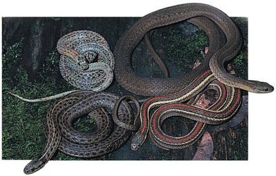 Genetic diversity in snakes