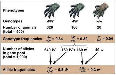 Allele frequency calculation table