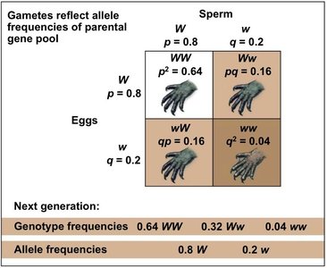 Genotype frequency prediction table
