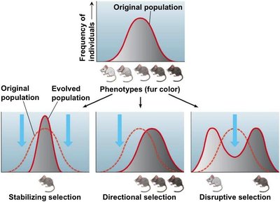 Selection types: stabilizing, directional, disruptive