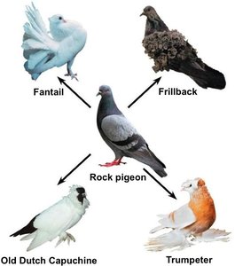 Pigeon breeds illustrating artificial selection