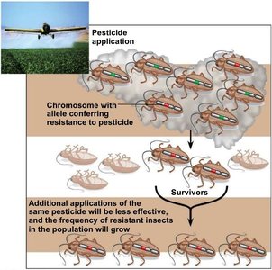 Pesticide resistance in insects