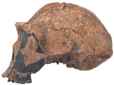 Homo erectus fossil skull