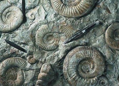 Ammonite fossils
