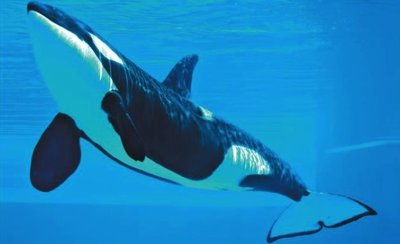 Whale evolutionary transition