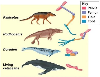 Whale evolutionary transition diagram