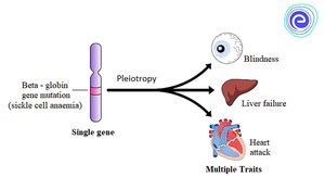 Diagram showing pleiotropy: one gene affecting multiple traits