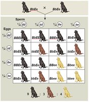 Punnett square showing epistasis in Labrador retrievers