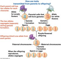 Diagram illustrating the law of segregation in gamete formation