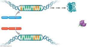 Diagram showing alleles at a locus and their effect on phenotype