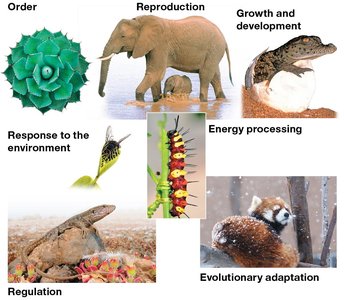 Examples of the characteristics of life