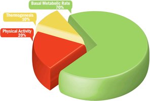 Pie chart of BMR, thermogenesis, and physical activity