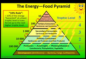 Energy pyramid showing trophic levels