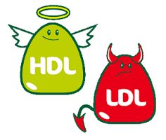 HDL vs. LDL cartoon