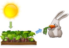 Sunlight, plants, and rabbit as consumer