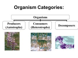 Organism categories: producers, consumers, decomposers