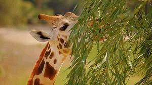 Giraffe eating leaves