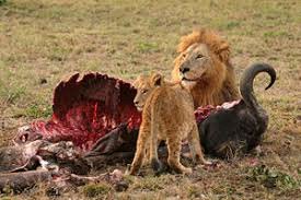 Lion eating prey