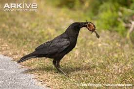 Crow eating food