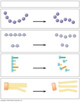 Macromolecule breakdown into monomers