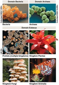 The Three Domains of Life