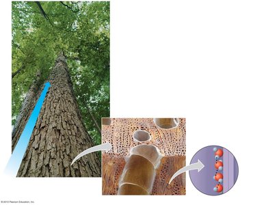 Capillary action in plants