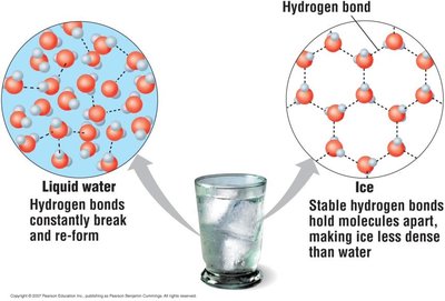 Hydrogen bonds in ice vs. liquid water