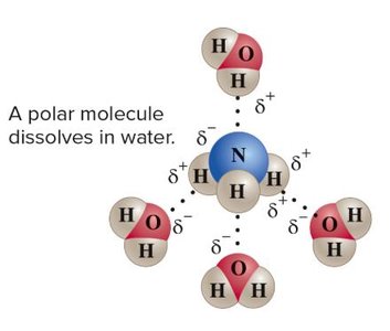 Phospholipid structure: hydrophilic head and hydrophobic tails