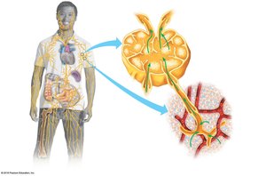 Diagram of the lymphatic system and lymph node structure