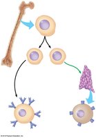 Development of B and T lymphocytes from stem cells