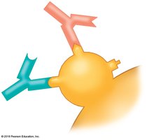 Antibodies binding to specific epitopes on an antigen