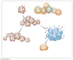 Clonal selection: formation of effector and memory cells