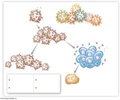 Effector cells combat infection, memory cells provide long-term immunity