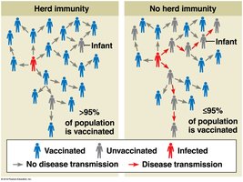Diagram illustrating herd immunity vs. no herd immunity