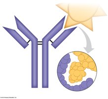 Structure of an antibody and its antigen-binding sites