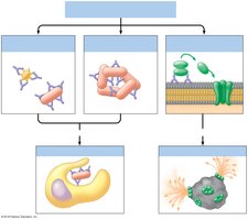 Mechanisms of antibody action: neutralization, agglutination, complement activation