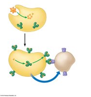 Helper T cell activation by antigen-presenting cell