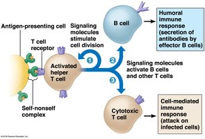 Helper T cell stimulates B cells and cytotoxic T cells