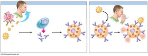 Sequence of events in an allergic reaction