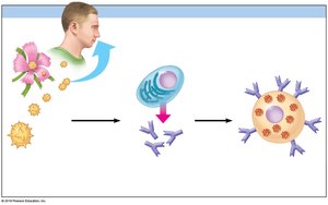 Sensitization: Initial exposure to allergen