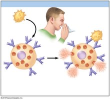 Later exposure: Allergen triggers histamine release