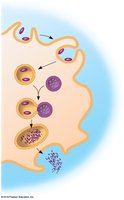 Phagocytosis: Pathogen engulfed by immune cell and digested in lysosome
