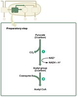 Preparatory step: conversion of pyruvate to acetyl CoA in mitochondria