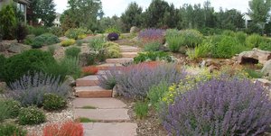 Xeriscaping for water conservation