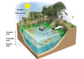 Zones of a lake or pond