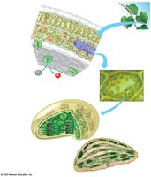 Diagram of chloroplast structure and location in leaf