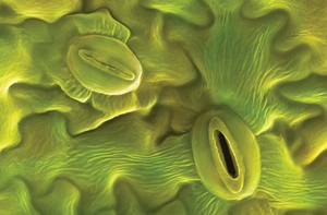 Microscopic view of stomata on a leaf surface