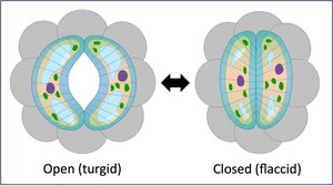 Diagram of open and closed guard cells controlling stomata