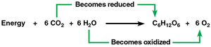 Photosynthesis as a redox process