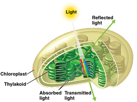 Chloroplast showing light absorption, reflection, and transmission